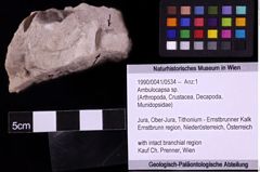 Foto (Objekt + Etiketten) von Ambulocapsa sp. (NHMW-GEO-1990-0041-0534)